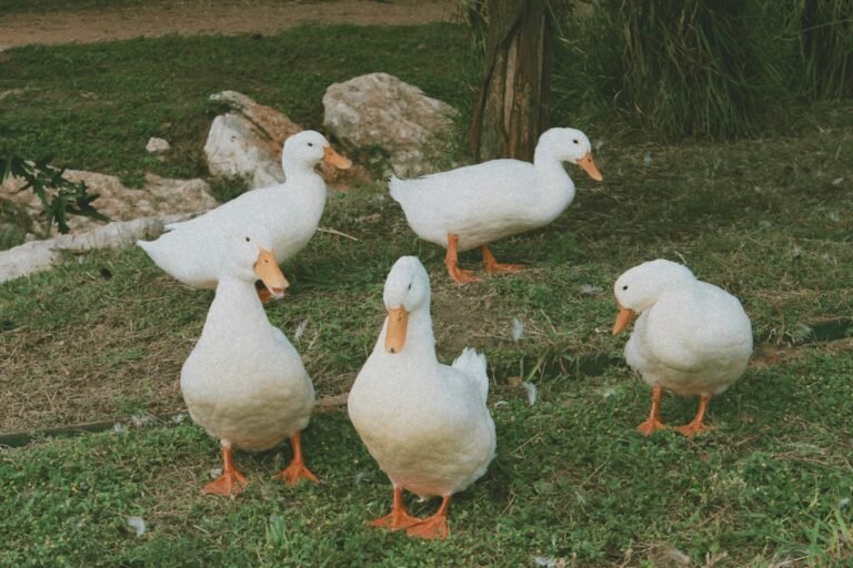 صورة توضيحية لـ مشروع تربية البط